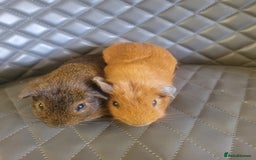 Guinea Pig rodents for sale: Beautiful Baby boy guinea pigs  - Image 3