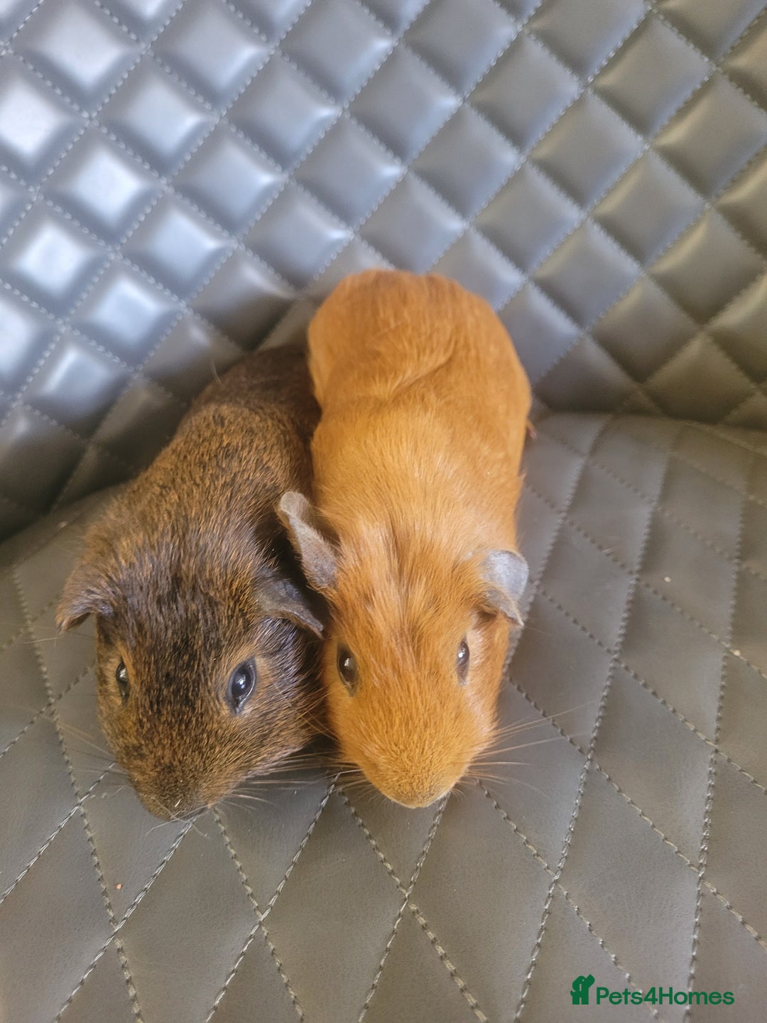 Guinea Pig rodents for sale: Beautiful Baby boy guinea pigs  - Image 3