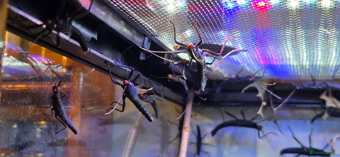 Stick Insects invertebrates for sale: Black Beauty stick insects, peruphasma shulteii  - Advert 2