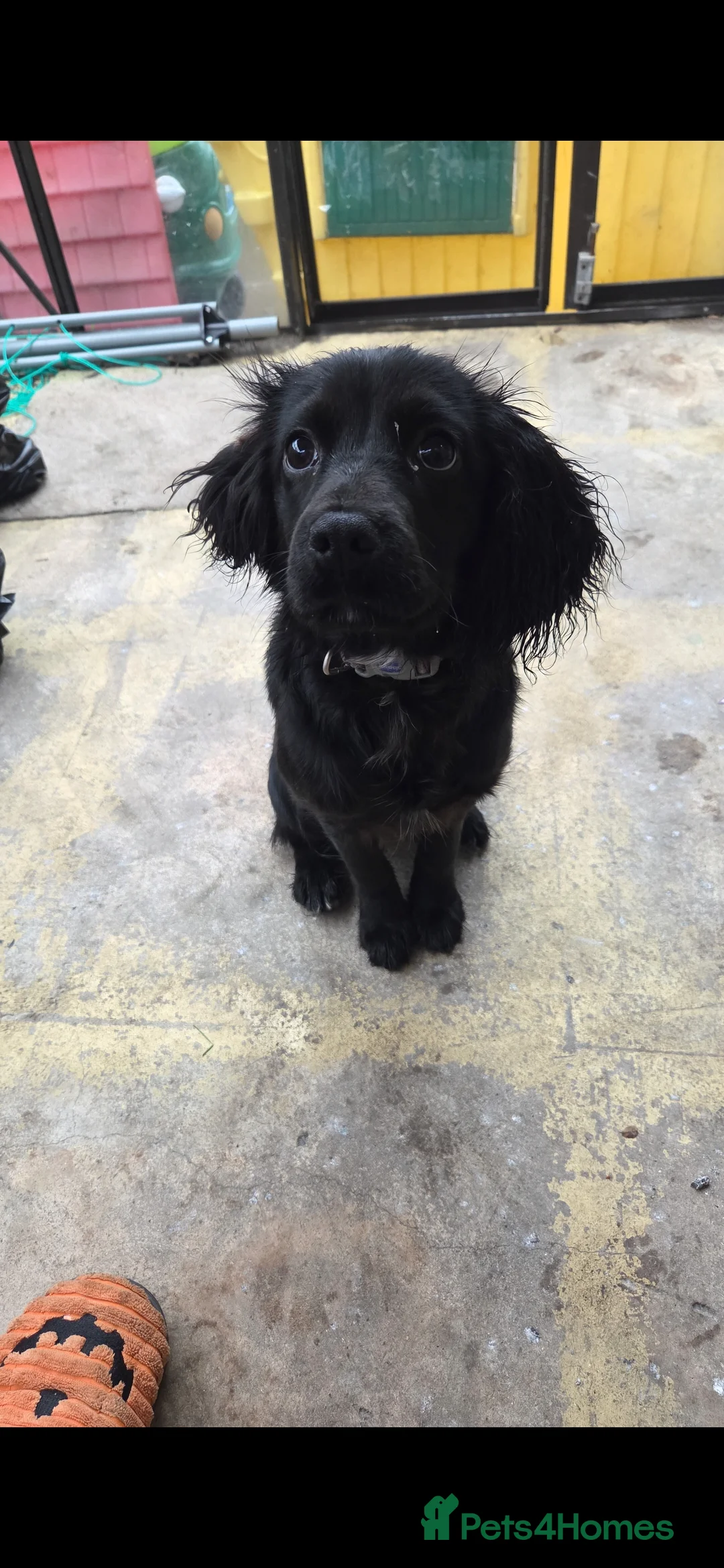 Cockalier dogs for sale: Female cockalier 7 months old  - Advert 3