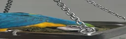 Macaws birds for sale: Blue and gold baby macaws  - Advert 4