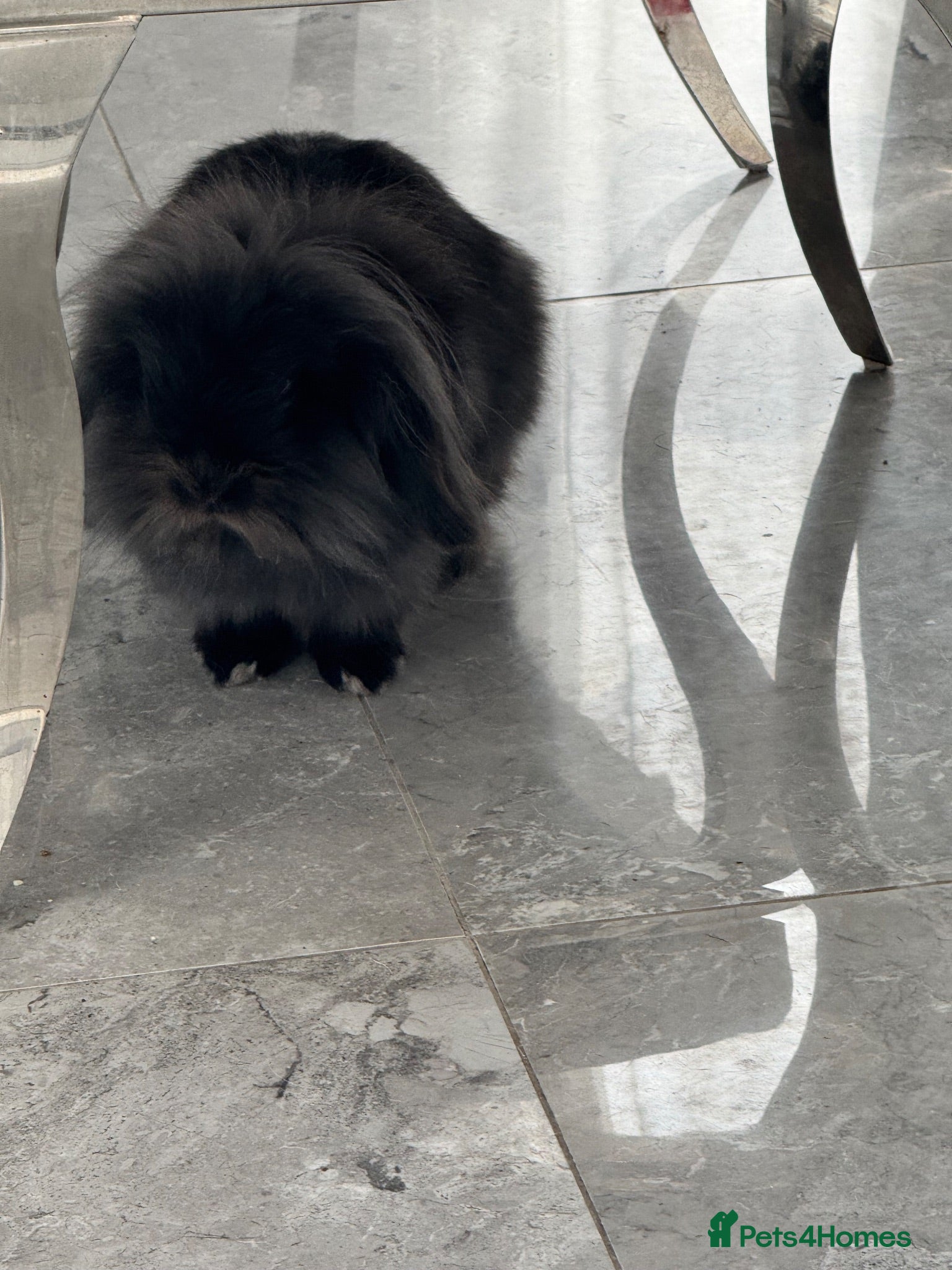 Lionhead rabbits Fluffy lionhead lop rabbit - Advert 1