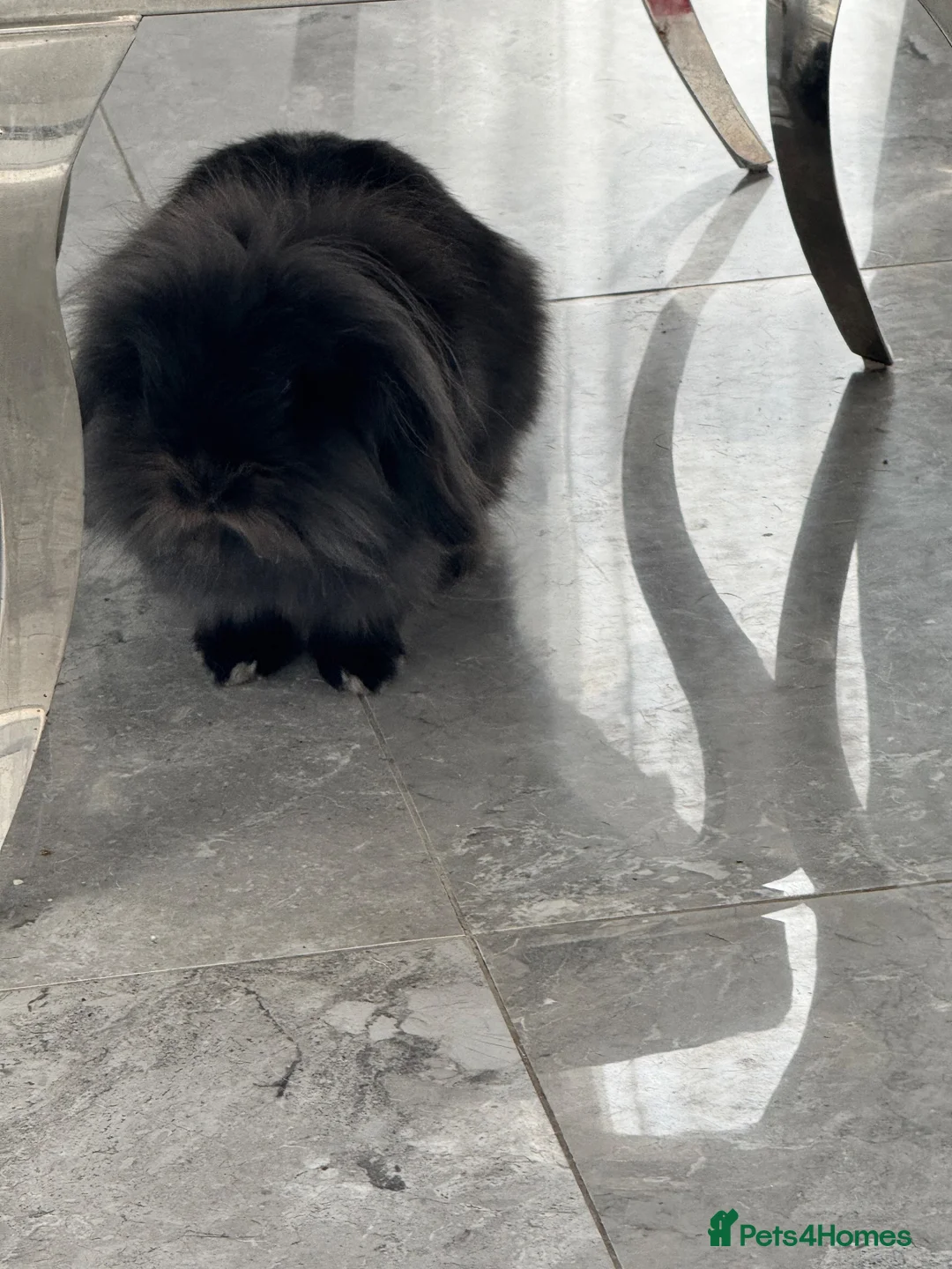 Lionhead rabbits for sale: Fluffy lionhead lop rabbit - Advert 1