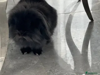Lionhead rabbits Fluffy lionhead lop rabbit - Advert 1