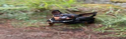 Miniature Pinscher dogs for stud: Handsome KC Miniature Pinscher for stud  - Advert 2