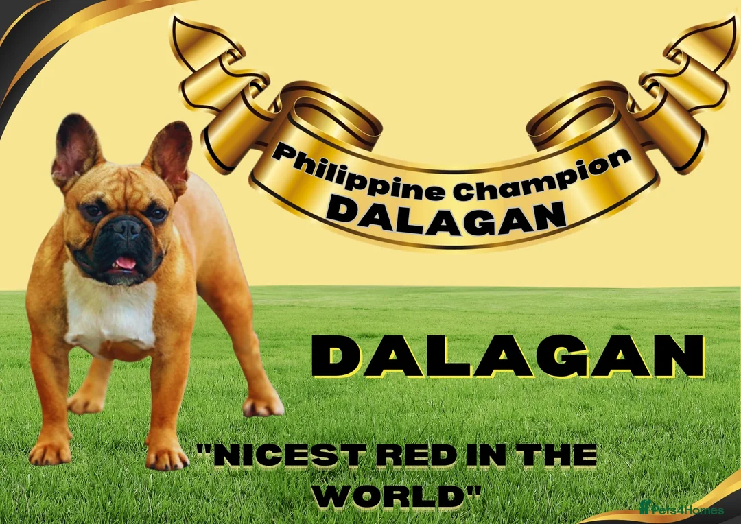 French Bulldog dogs for stud: Champion French Bulldog Available for STUD - Advert 2