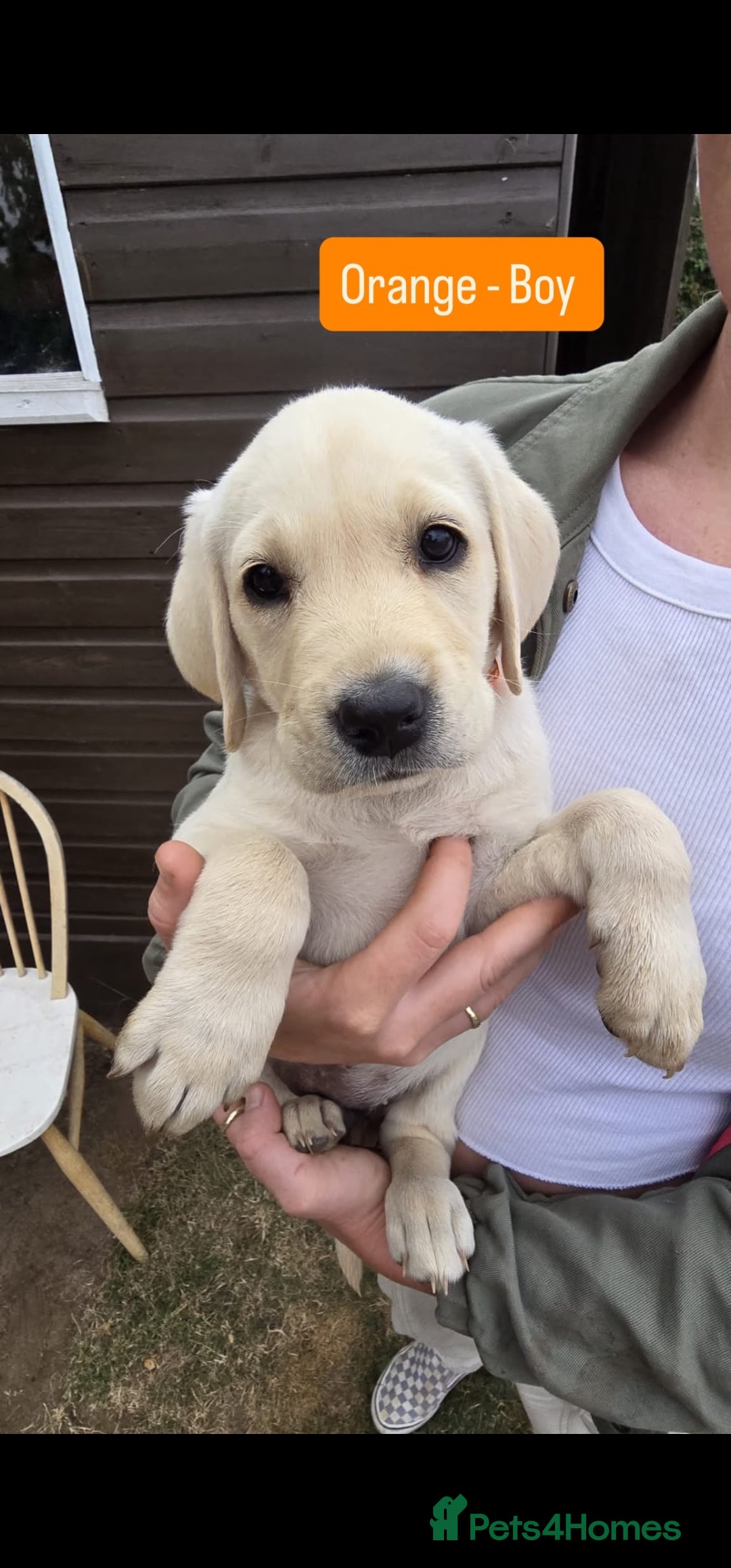 Labrador Retriever dogs Last Labrador Boy Puppy Left! Ready now - Advert 4