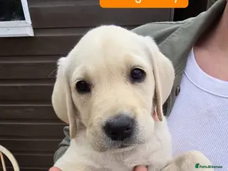 Labrador Retriever dogs Last Labrador Boy Puppy Left! Ready now - Advert 4
