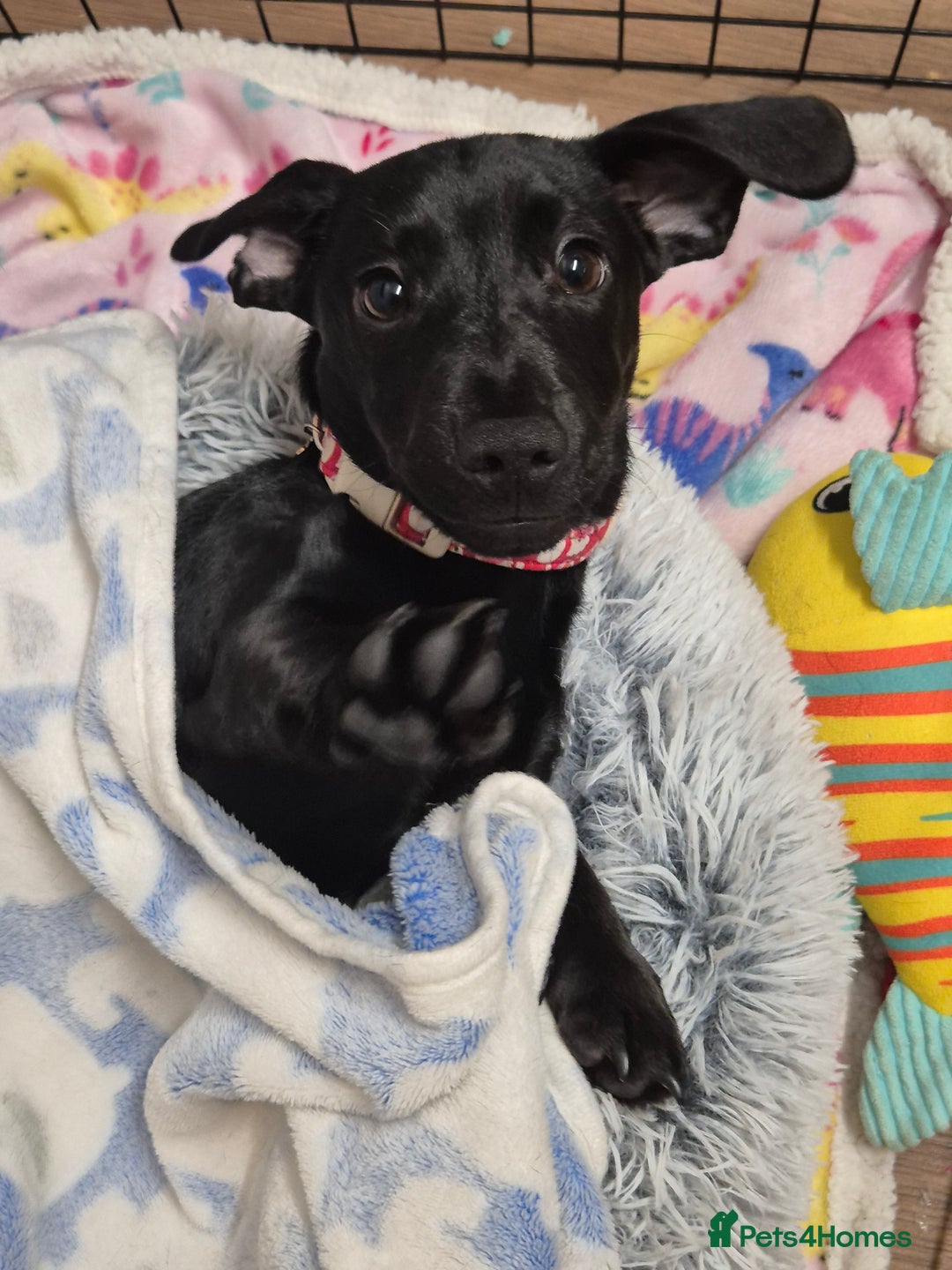 Mixed Breed dogs for sale: Puppy - Advert 1