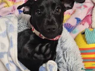 Mixed Breed dogs Puppy - Advert 1