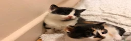 Mixed Breed cats for sale: 5 Kittens for sales  - Advert 8