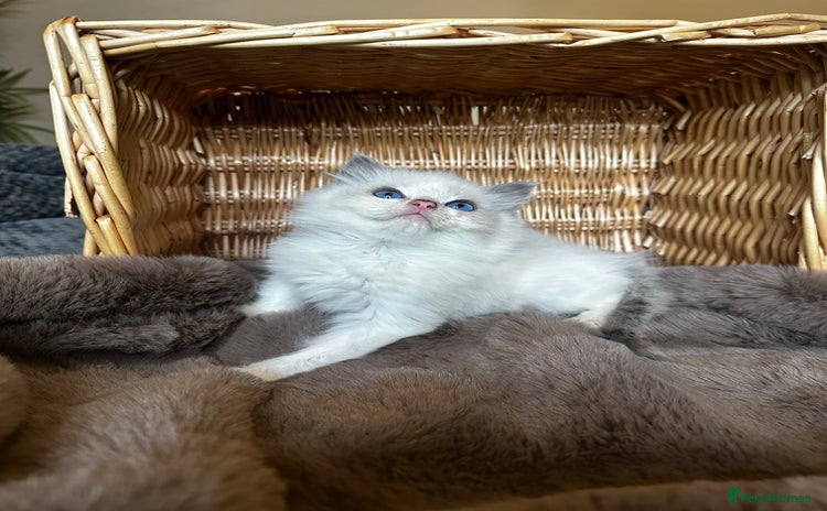 Ragdoll cats - Advert 1