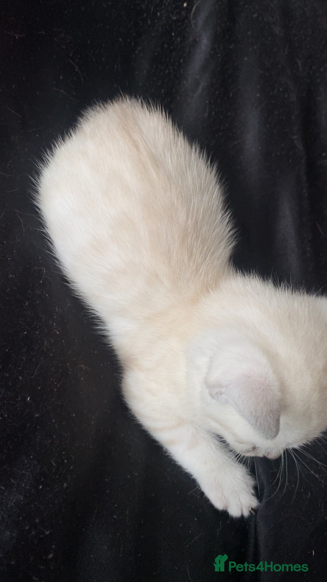 Scottish Fold cats for sale: Stunning Scottish fold kittens  - Image 13