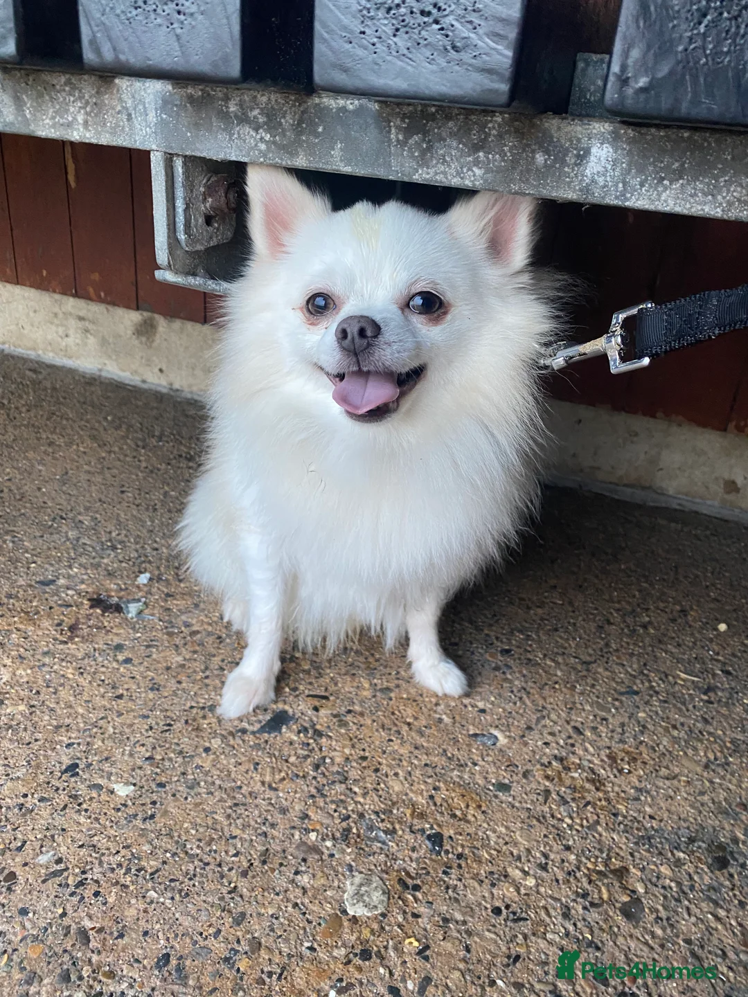 Pomeranian dogs for stud: Proven Pomeranian stud - Advert 1