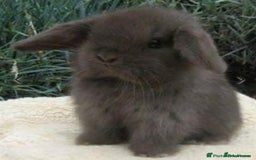 Mini Lop rabbits for sale: Stunning pure mini lop baby rabbits  - Image 5