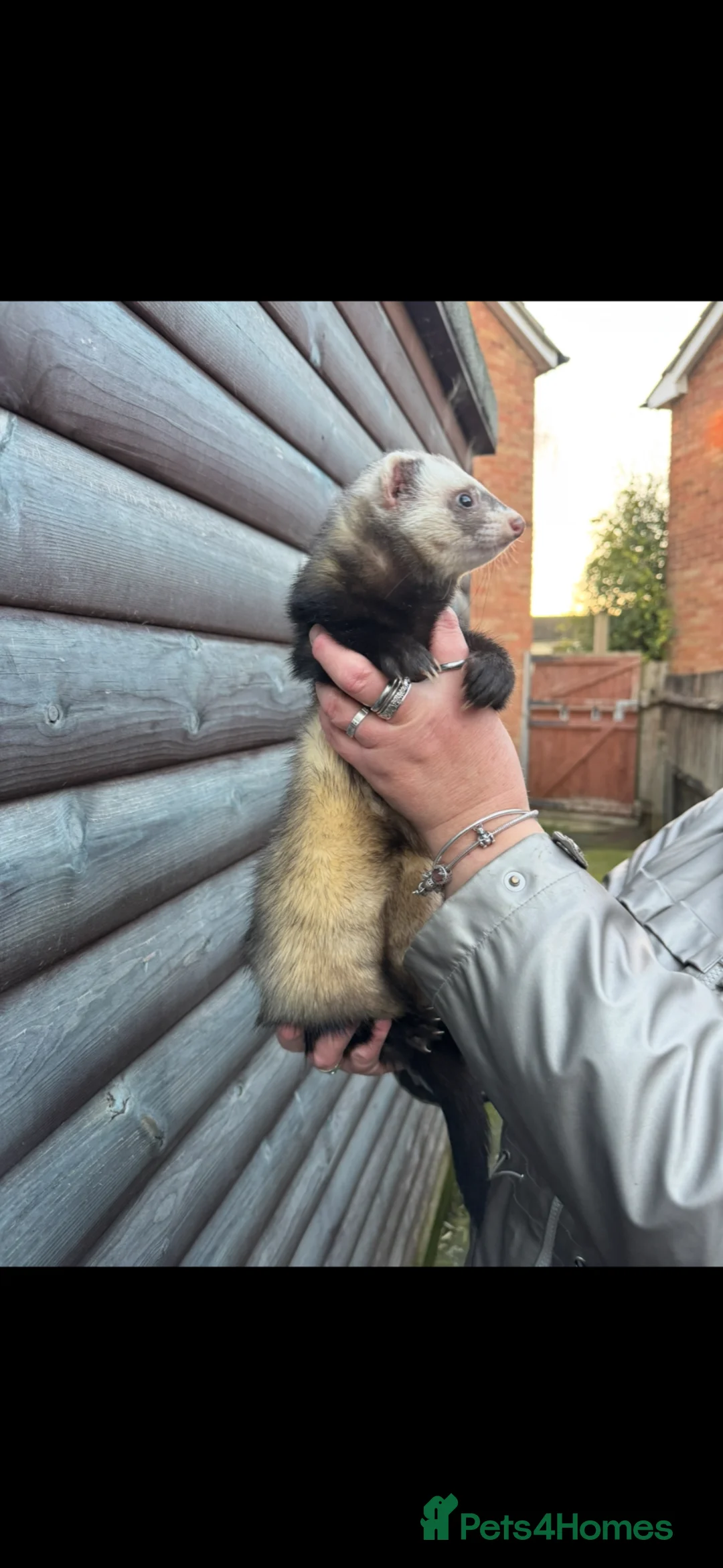 Ferret rodents for sale: Stunning baby ferrets for sale  - Advert 5
