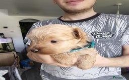 Maltipoo dogs for sale: F1B Toy Maltipoo  - Image 21
