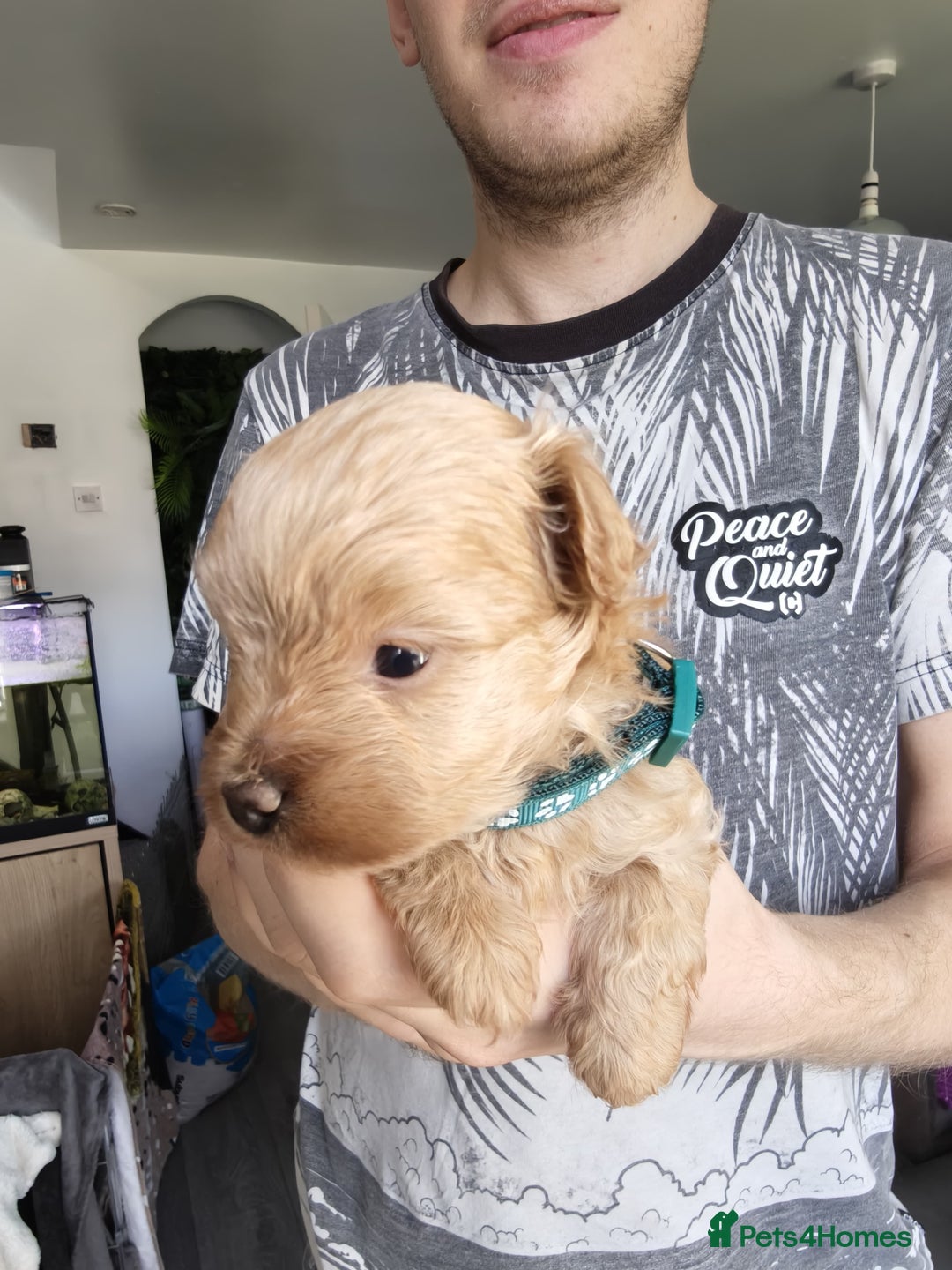 Maltipoo dogs for sale: F1B Toy Maltipoo  - Image 21