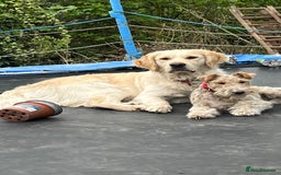 Golden Retriever dogs for sale: Big Boned Golden Retiever Puppies - Image 6