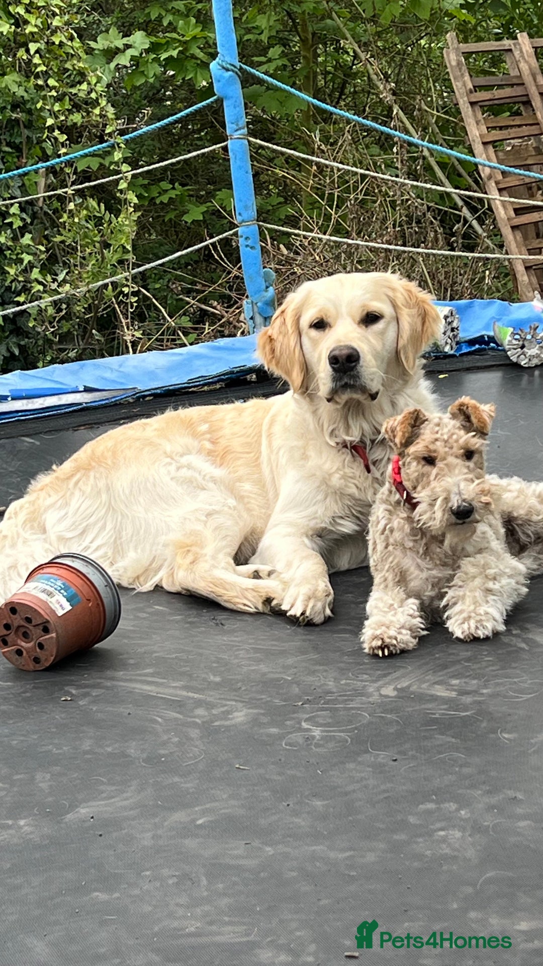 Golden Retriever dogs for sale: Big Boned Golden Retiever Puppies - Image 6