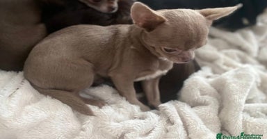 Chihuahua dogs STUNNING KC LILAC BOY FOR STUD DUTIES  in Birmingham - Advert 4