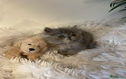 Persian cats for stud: GCCF REGISTERED PERSIAN STUD CHAMPION LINES PROVEN in London - Image 18