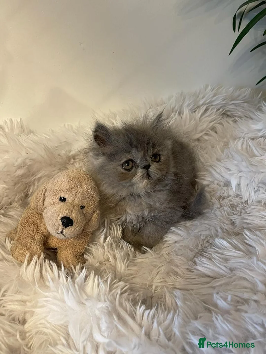 Persian cats for stud: GCCF REGISTERED PERSIAN STUD CHAMPION LINES PROVEN in London - Advert 26