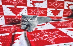 British Shorthair cats for sale: British shorthair kittens - Image 10