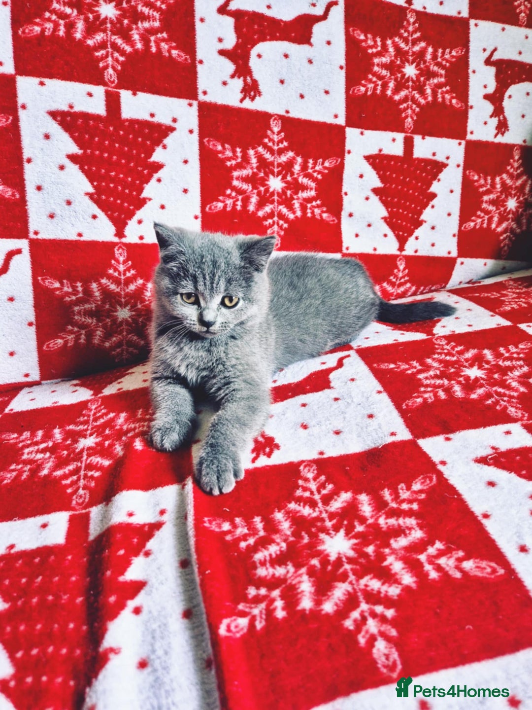 British Shorthair cats for sale: British shorthair kittens - Image 10