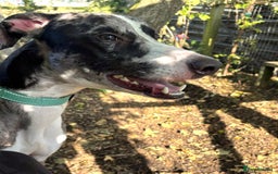 Lurcher dogs for adoption: ARTHUR, young male lurcher in rescue - Image 2
