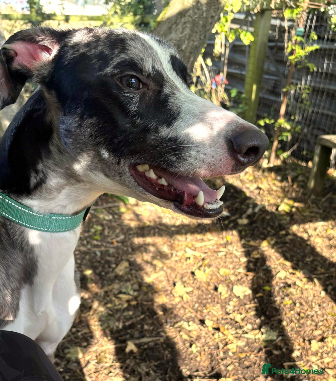Lurcher dogs for adoption: ARTHUR, young male lurcher in rescue - Image 2