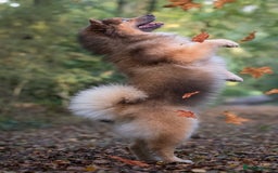 Pomsky dogs for stud: Gorgeous F2 Pomsky for stud - Advert 3