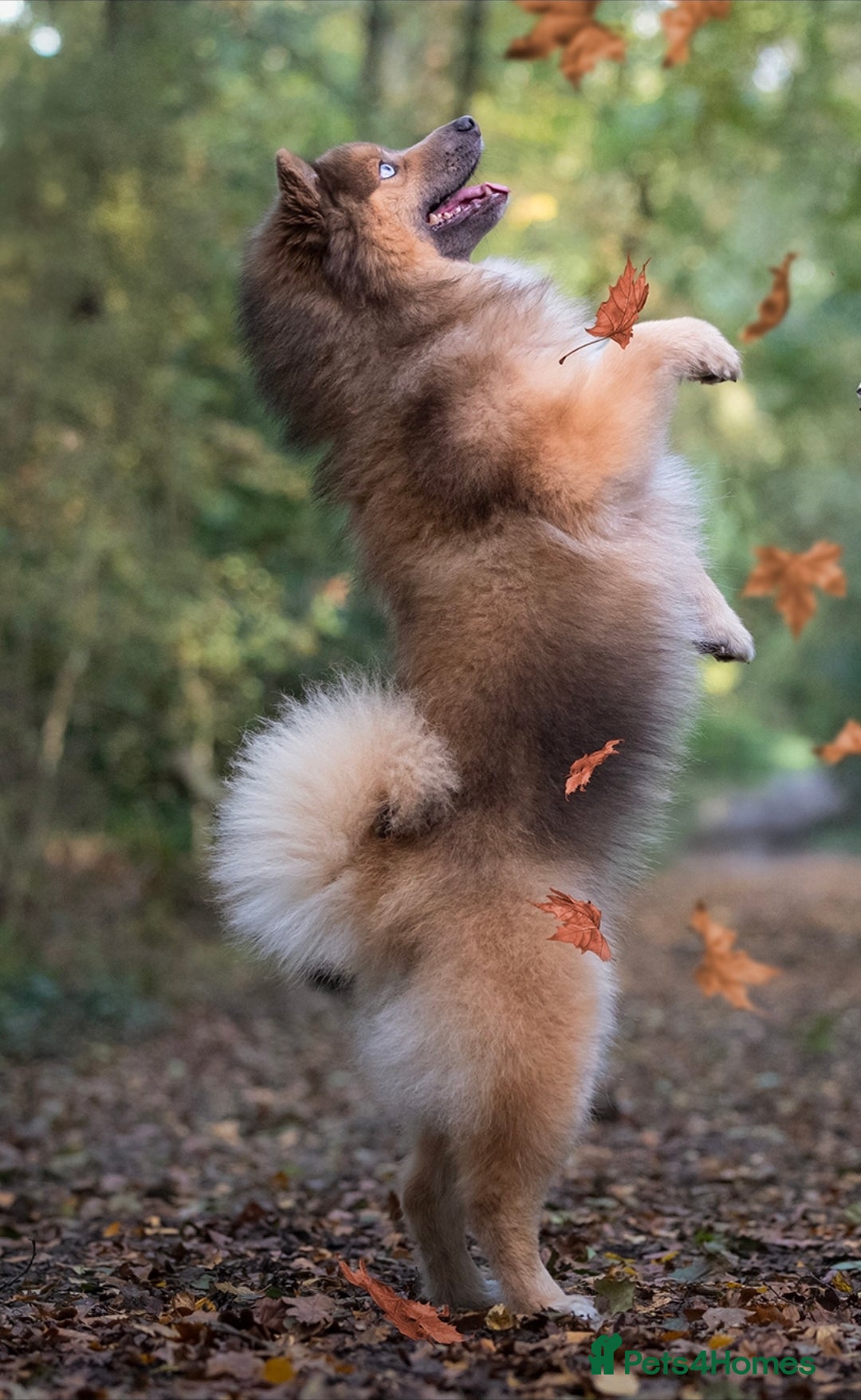 Pomsky dogs for stud: Gorgeous F2 Pomsky for stud - Advert 3