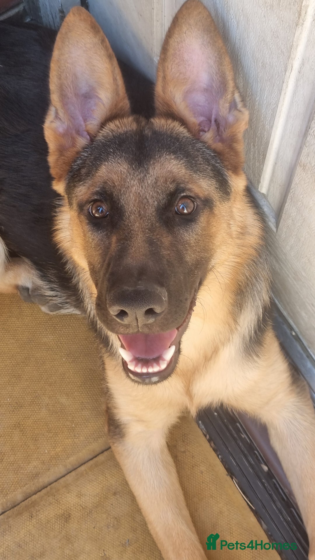 Mixed Breed dogs for sale: Soon 1 years old - Advert 2