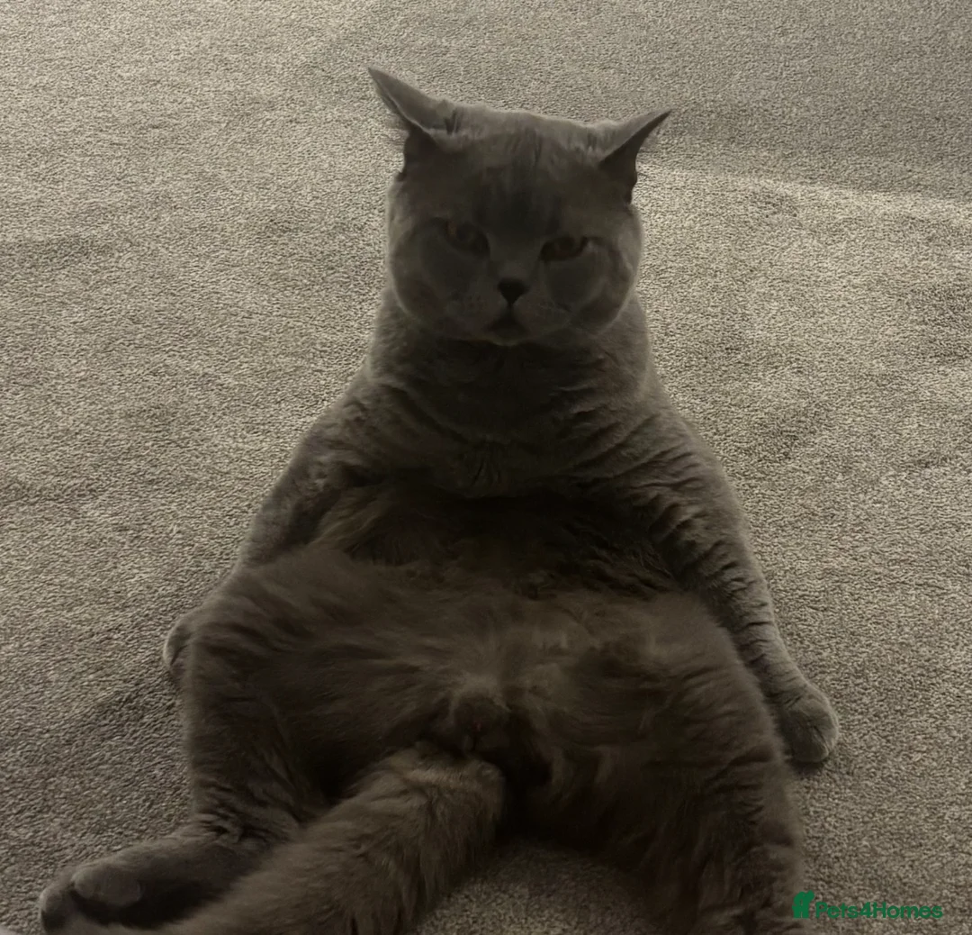 British Shorthair cats for sale: Blue British Shorthair  in Plymouth - Advert 4