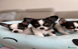 Chihuahua dogs for sale: Chihuahua  - Image 20