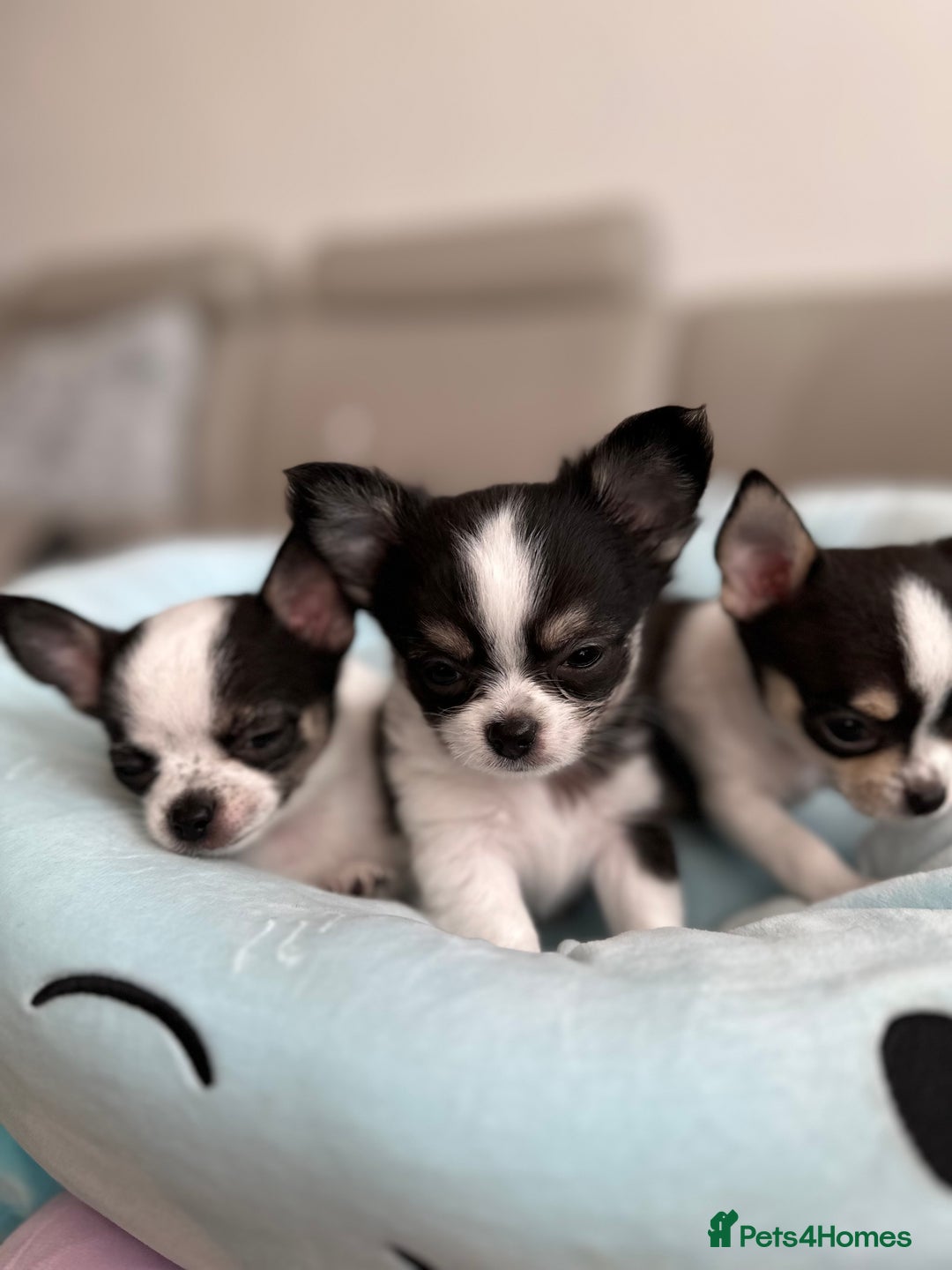 Chihuahua dogs for sale: Chihuahua  - Image 20