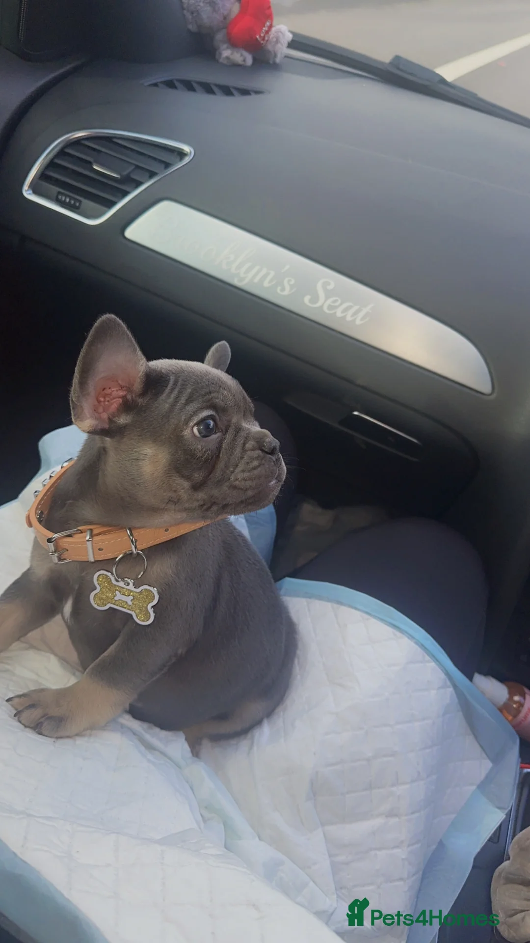French Bulldog dogs for sale: Female french bulldog - Advert 2