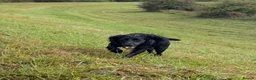 Cocker Spaniel dogs for sale: Beautiful 4-Year-Old Female Cocker Spaniel - Advert 4