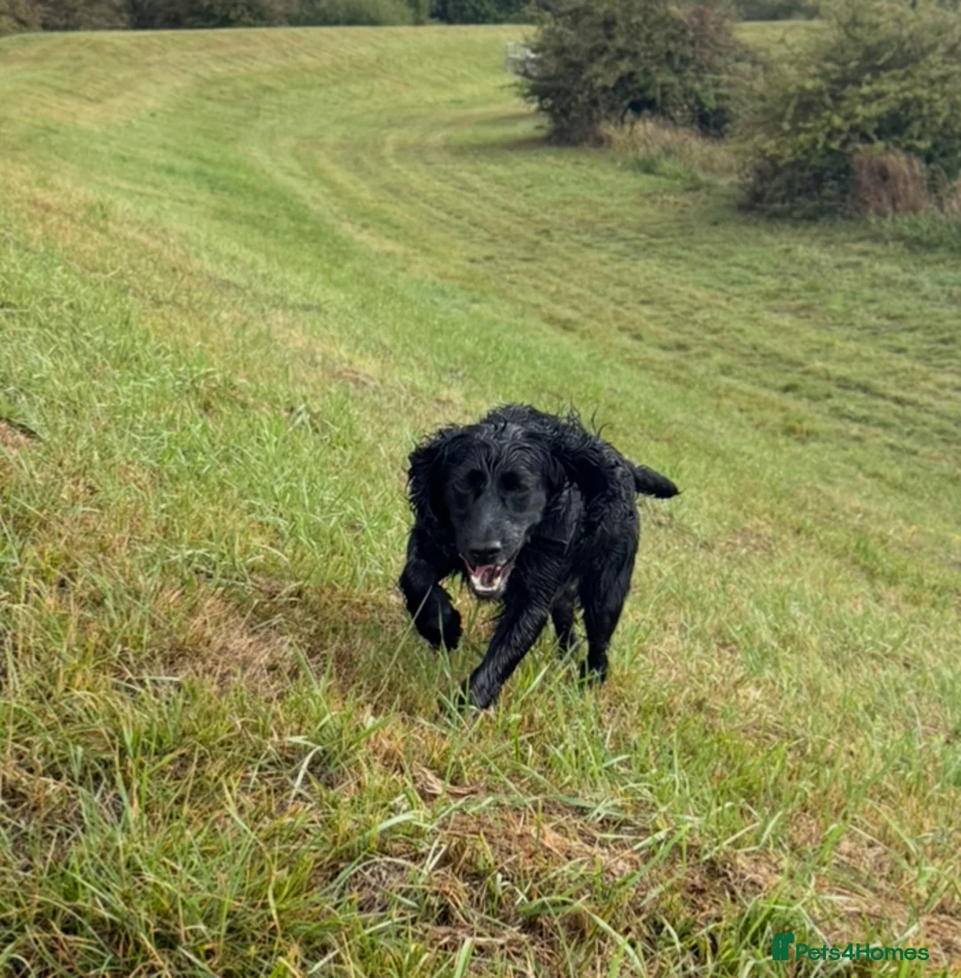 Cocker Spaniel dogs for sale: Beautiful 4-Year-Old Female Cocker Spaniel - Advert 4