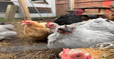 Chickens poultry - Advert 8