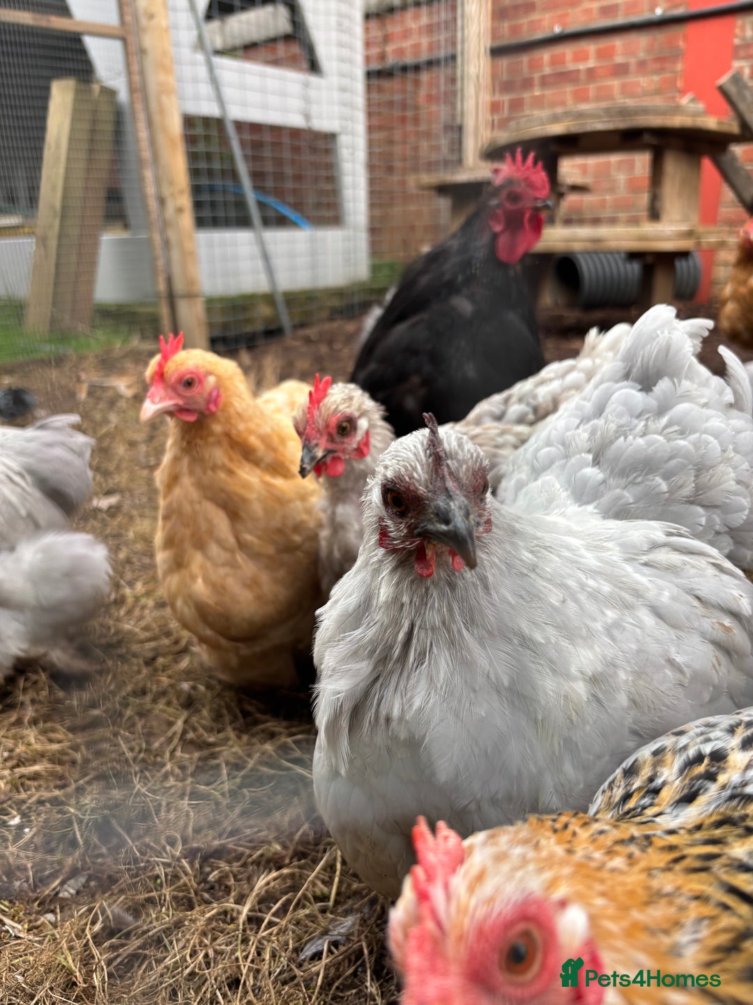 Chickens poultry for sale: Two bantam flocks for sale - Image 2