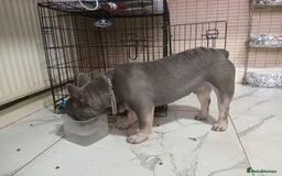 French Bulldog dogs for sale: Lorenzo frenchbulldog for sale  - Image 2