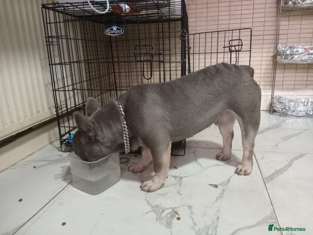 French Bulldog dogs for sale: Lorenzo frenchbulldog for sale  - Image 2