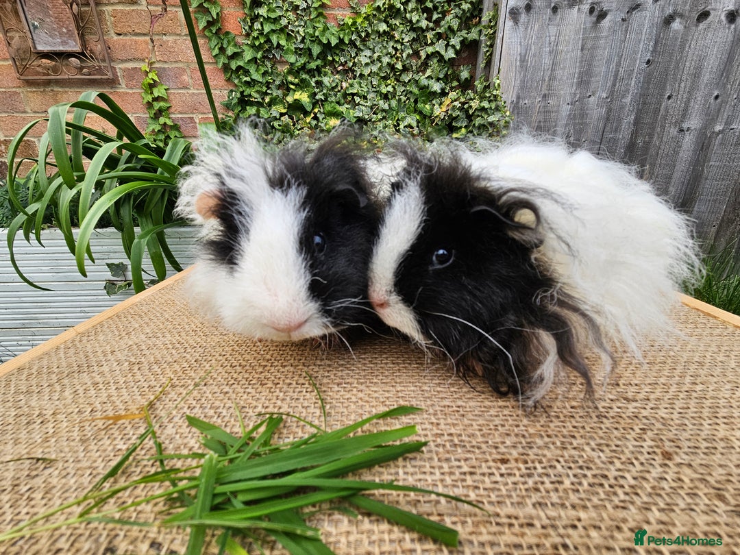 Guinea Pig rodents for sale: Bonded pairs of baby male guinea pigs  - Advert 2