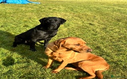 Labrador Retriever dogs for sale: Lovely KC Labrador retrievers  - Image 10