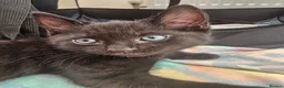 Mixed Breed cats for sale: 2 beautiful dark chocolate colloured boys  - Advert 17