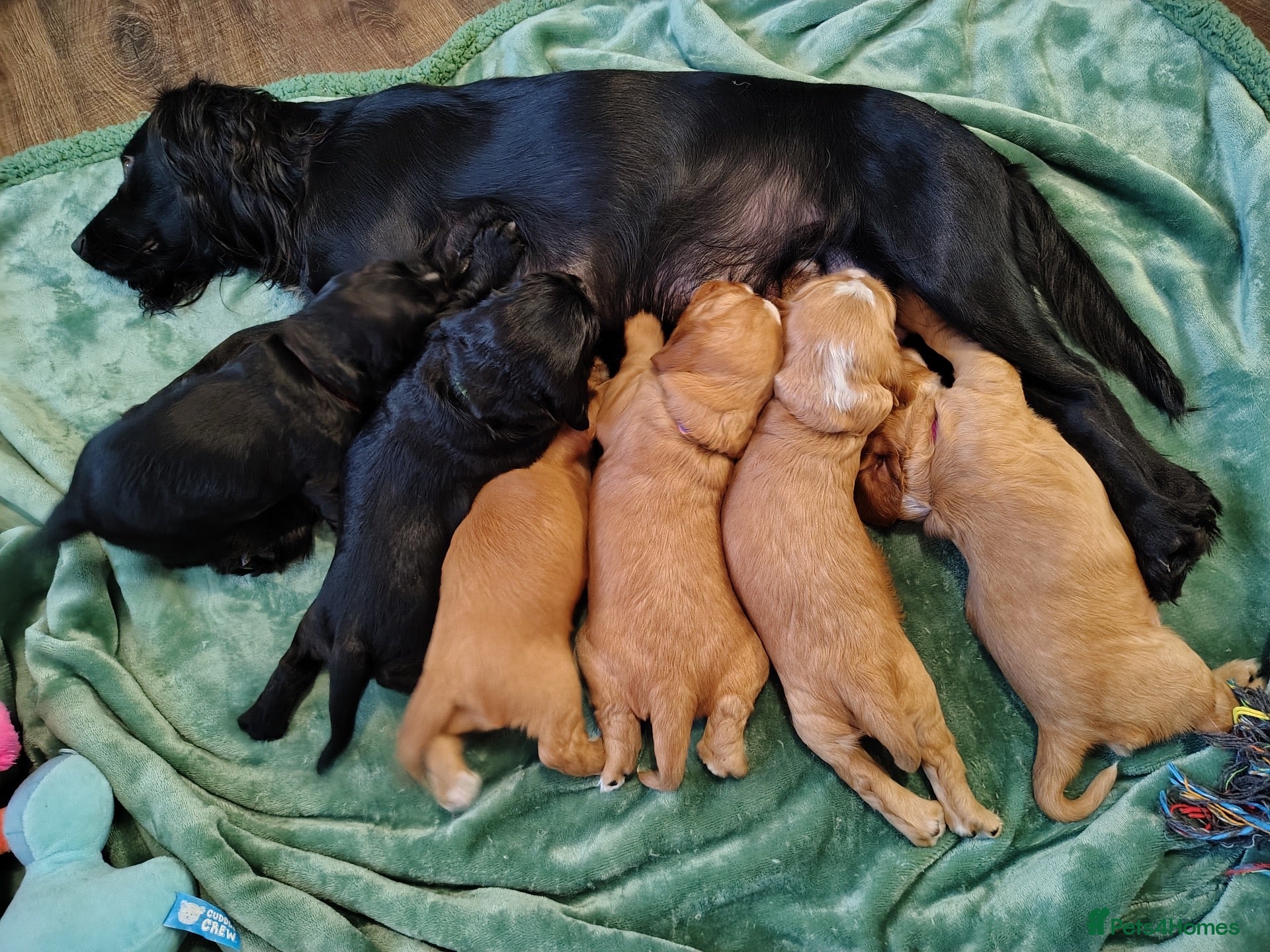 Cocker Spaniel dogs cocker spaniel puppies  - Advert 1