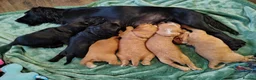 Cocker Spaniel dogs for sale: cocker spaniel puppies  - Advert 1