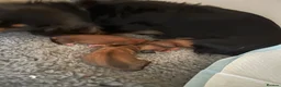 Miniature Dachshund dogs for sale: IVDD screened, Kc Reg & Health Tested Parents  - Advert 2